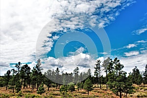 Heber Overgaard, Navajo County, Sitgreaves National Forest, Arizona, United States