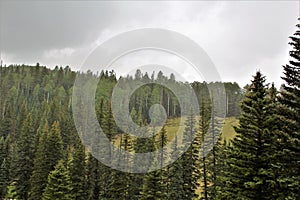 Heber Overgaard, Navajo County, Sitgreaves National Forest, Arizona, United States