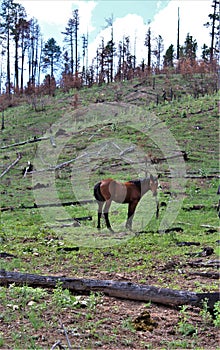 Heber Wild Horse Territory, Apache Sitgreaves National Forest, Arizona, United States