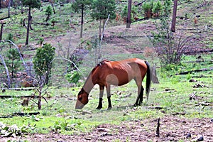 Heber Wild Horse Territory, Apache Sitgreaves National Forest, Arizona, United States