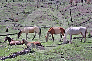 Heber Wild Horse Territory, Apache Sitgreaves National Forest, Arizona, United States
