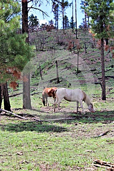 Heber Wild Horse Territory, Apache Sitgreaves National Forests, Arizona, United States