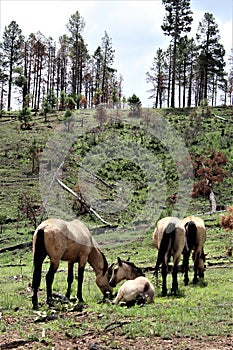 Heber Wild Horse Territory, Apache Sitgreaves National Forests, Arizona, United States