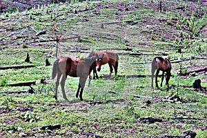 Heber Wild Horse Territory, Apache Sitgreaves National Forests, Arizona, United States