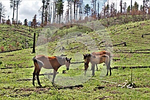 Heber Wild Horse Territory, Apache Sitgreaves National Forests, Arizona, United States