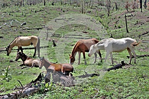 Heber Wild Horse Territory, Apache Sitgreaves National Forests, Arizona, United States