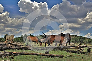 Heber Wild Horse Territory, Apache Sitgreaves National Forests, Arizona, United States