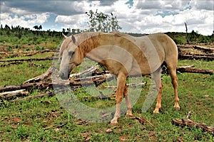 Heber Wild Horse Territory, Apache Sitgreaves National Forests, Arizona, United States