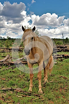 Heber Wild Horse Territory, Apache Sitgreaves National Forests, Arizona, United States