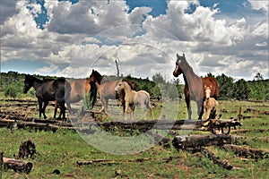 Heber Wild Horse Territory, Apache Sitgreaves National Forests, Arizona, United States