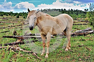 Heber Wild Horse Territory, Apache Sitgreaves National Forests, Arizona, United States