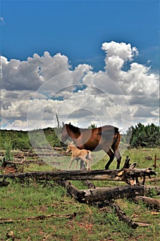 Heber Wild Horse Territory, Apache Sitgreaves National Forests, Arizona, United States