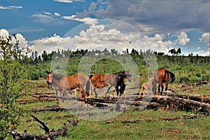 Heber Wild Horse Territory, Apache Sitgreaves National Forests, Arizona, United States