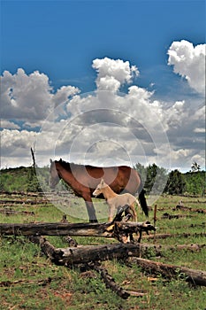 Heber Wild Horse Territory, Apache Sitgreaves National Forests, Arizona, United States