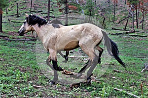 Heber Wild Horse Territory, Apache Sitgreaves National Forest, Arizona, United States