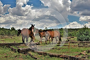 Heber Wild Horse Territory, Apache Sitgreaves National Forests, Arizona, United States