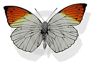 Great Orange Tip Butterfly