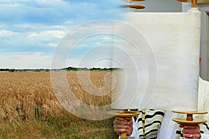 The Hebrew handwritten Torah scroll, on a synagogue alter wheat in period harvest on background cloudy sky