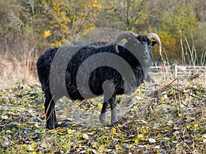 Hebridean Black Sheep