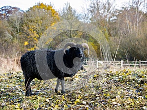 Hebridean Black Sheep