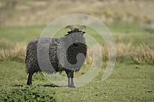 Hebridean black sheep photo
