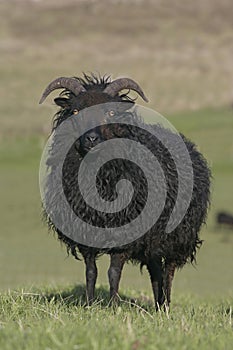 Hebridean black sheep photo