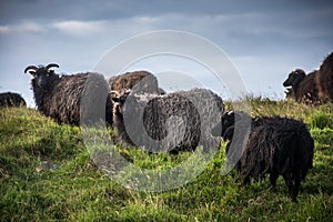 Hebridean black sheep standing in the field photo