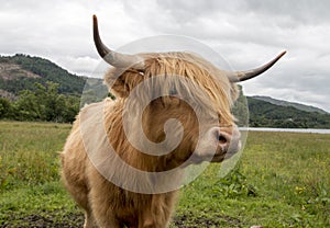 Hebridean breed