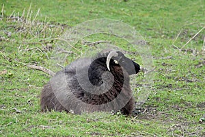 Hebridean ewe.