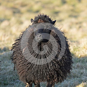 Hebridean Ewe in a Field