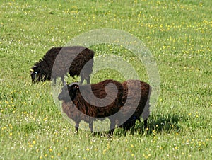 Hebridean sheep photo