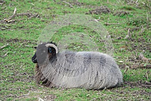Hebridean Sheep.
