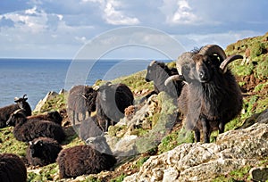 Hebridean sheep at Baggy Point