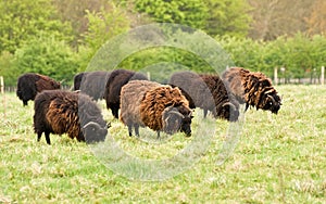 Hebridean sheep photo