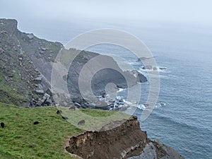 Hebridean Sheep Ovis aries graze on the rocky north Devon coast, UK. photo