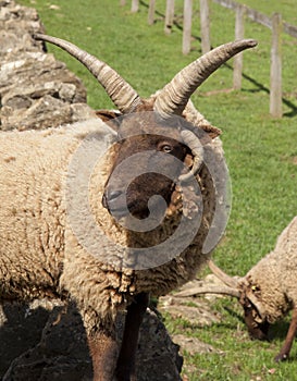 Hebridean Sheep
