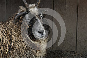 Hebridean Sheep photo