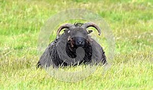 Hebridean Sheep at Spurn Head, Yorkshire.