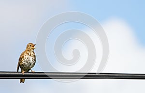 Hebridean song thrush Turdus philomelos hebridensis