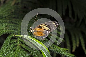 Hecale longwing Butterfly