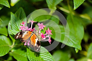 Hecale Longwing Butterfly