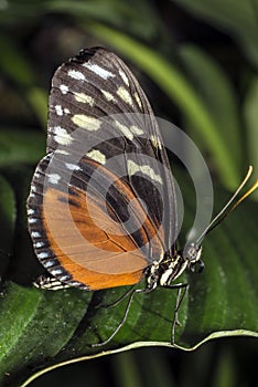 Hecale longwing Butterfly