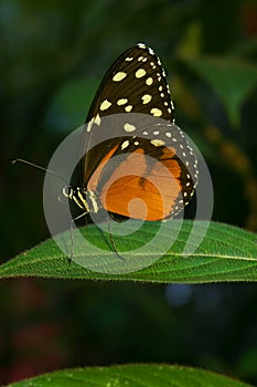 Hecales Longwing Butterfly