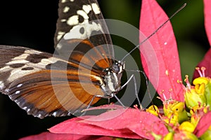 Hecales longwing, heliconius hecale