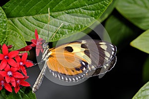 Hecales longwing, heliconius hecale