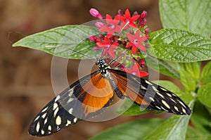 Hecales longwing, heliconius hecale