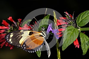 Hecales longwing, heliconius hecale