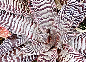 Hechtia pineapple plant.