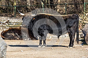 Heck cattle, Bos primigenius taurus or aurochs in a German park