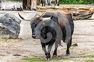 Heck cattle, Bos primigenius taurus or aurochs in a German park